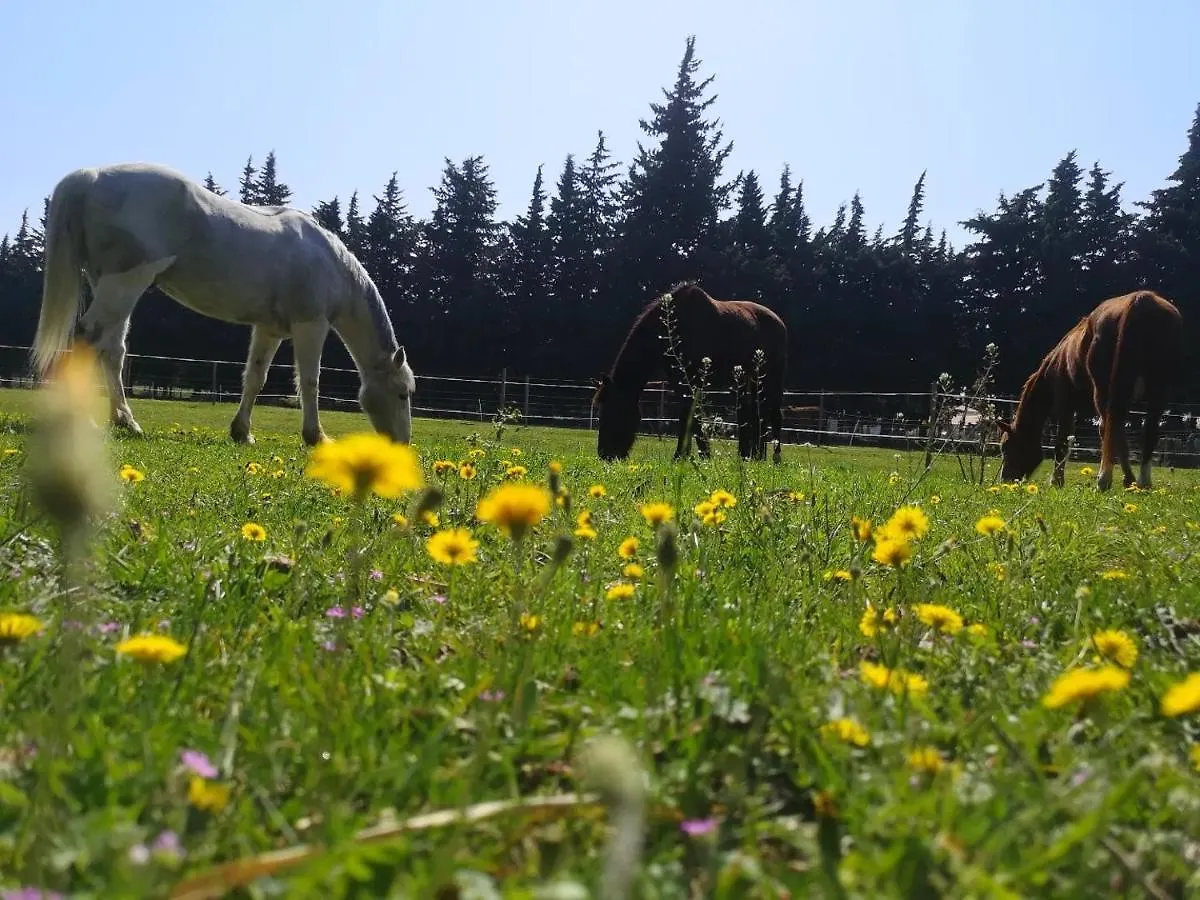 Holiday home Gite Du Poney Fringant - Prancing Pony Villa Saint-Paul-Trois-Chateaux
